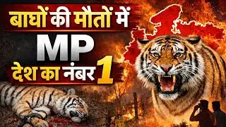 बाघों की मौतों मे MP देश का नंबर 1| National Tiger conservation Authority Fail ? #tigerreserve #news