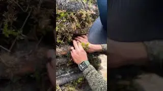 Moss to insulate the bushcraft survival shelter #bushcraft #survival #bushcraftshelter