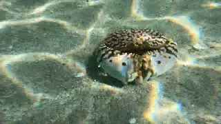 Flame Streaked Box crabs mating?