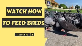 Watch How to Feed Birds in The City #1006 | Peaceful Relaxing Song