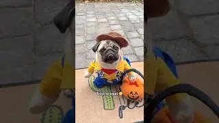 Mosy&rsquo;s first time Trick or Treating 🤠🎃 Are you serious?! #pug #dog #halloween