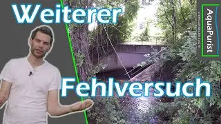 N&auml;chster Fehlschlag: Auf der Suche nach Neocaridina in einem Guppybach