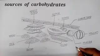 sources of carbohydrates drawing l chapter -1 l Ncert class 6
