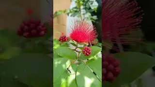 Calliandra flower #calliandra #shorts #mostbeautifulflower