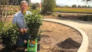 How to Care for Rose of Sharon Shrubs : Garden Savvy
