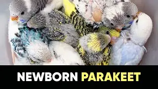 Budgie Growth Stages | Day 152 of Babies Time lapse🐦