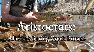Aristocrats: Hunting Brown Trout in Central Alberta's Spring Creeks