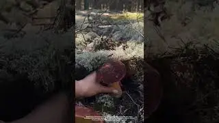 Nature&rsquo;s Hidden Treasure
