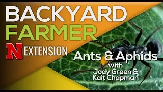 Ants Farming Aphids: What It Means for Your Plants