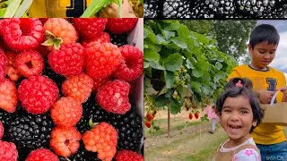 London Parkside Farm - Pick Your Own