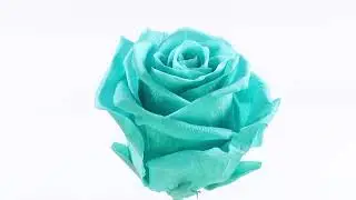 Tiffany #rose #eternalroses #preservedroses #tiffany