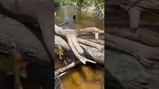 #nature #floridatrail #wildlife #flstateparks #hikingtrail #travel #floridaadventures