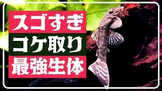 ミニブッシープレコは水草水槽の最強コケ取り生体【60cmニムファ水槽ep3】