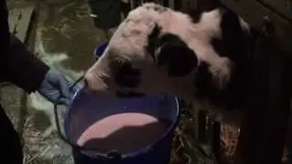 Teaching a calf to drink milk from a bucket