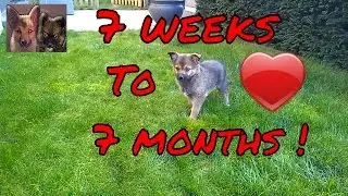 Pomsky puppy from 7 weeks to 7 months - Boy the cute pomsky!