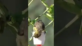Baby Oriole Bathing in Coffee K-cup & Hummingbird in DIY Bird Bath Bubbler Fountain Solar Powered
