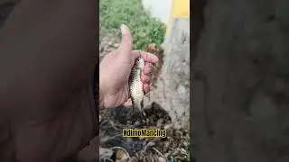 Mancing Derbang Bantul  #spotmancingbantul #spotmancingjogja #microfishing #microfishingwader