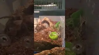 TEXAS Brown Tarantula Threat Pose Trick