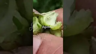 Larval development on infested plant's leaf . #nature #insects