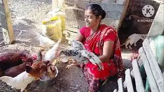 🐓🐥আজ কাকিমা মুরগি ধরছে 🐓👌#viralvideo#tending #সবথেকে সুন্দর মুরগি গুলো ধরা হলো#🐓🐔🐤👈