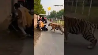 On Camera 🐅 Tiger Attacks Woman in Village Road! | #trending #tiger #shortvideos
