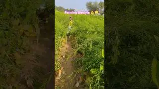 farmer 🪄 # farming 👳 #gaavlife #villagelife #farmerstruggle #vairal #vairal status #shortvideo