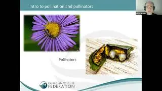 Pollinator Habitats Protection Farm