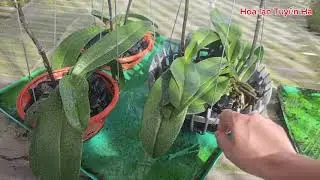 Tưới phân bón giúp lan hồ điệp nhanh ra rễ. Fertilizer irrigation helps orchids grow quickly.