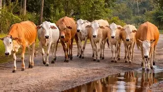 Kawanan Sapi Lucu yangJinak Berjalan Keliling  Pasar Menuju Kandang -Puluhan Sapi Lembu Ternak Desa 