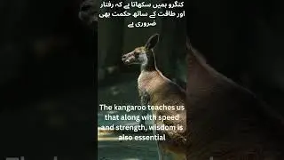 The kangaroo teaches us that along with speed and strength, wisdom is also essential.