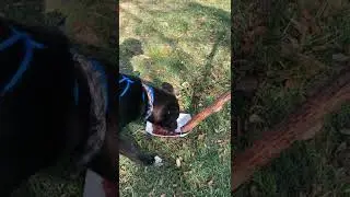Bouncer Food Aggression Test
