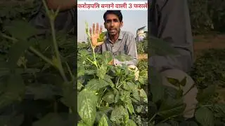 करोड़पति बनाने वाली 3 फसलें | #agriculture #farming #shortsvideo #viral #pyajkikheti #adrakkikheti