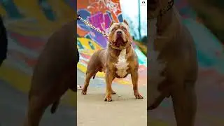 Tibetan mastiff vs Others giant dog size comparison #shorts #dogs #giantdogs #comparison