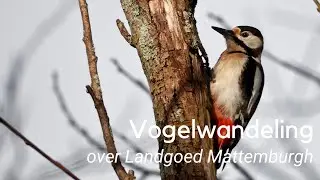 Vogelwandeling over Landgoed Mattemburgh #1191