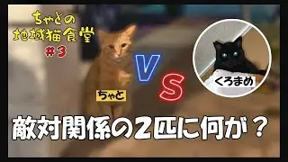 【地域猫食堂】＃３　寝床を巡って闘う！からの～まさかの仲良しに！？冬に向けて寝床の整備  #保護猫#ねこ #地域猫 #猫#里親さん募集 #縄張り