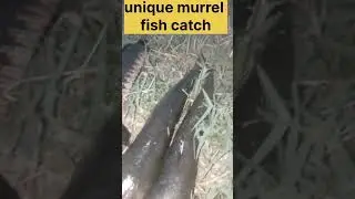 unique murrel fishing #trendingsong  #viralsong #murrelfishing #fishingtechniques #t.zfishing