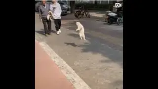funny animal compilation 2020 | funny animal videos whatsapp status