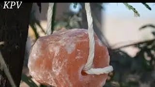 খামারের জন্য অতি প্রয়োজনীয় উপাদান রক সল্ট|Himalayan Rock Salt