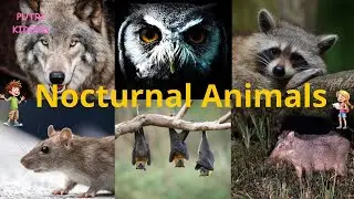 Nocturnal Animal Names | Educational Video Animals Active at Night for Kids