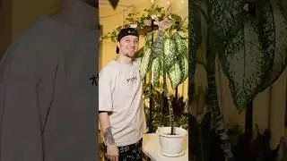 Черенкую диффенбахию🪴 #plants #houseplants #garden #диффенбахия #растения