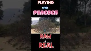 Catch the peacock&rsquo;s Dazzling Display ! #shorts #youtubeshorts #ytshorts #peacock #peacockdance