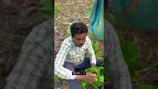 #viralreels #chhattisgarh #tendupatta