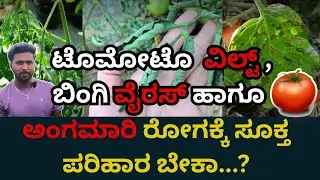 #VIRIGONE  ಟೊಮೋಟೊ🍅 ಬೆಳೆಯಲ್ಲಿ ರೈತರು ಪಾಲಿಸಬೇಕಾದ ಕ್ರಮಗಳು #sriparisarammaagrisolution