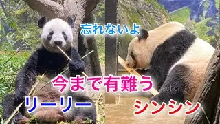 2024.09.25 日本滞在、後4日…シンシンとリーリー　　#シンシン、#リーリー