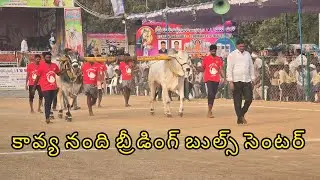 రెంటచింతల నాలుగు పళ్ళు 9జత.కావ్య నంది బ్రీడింగ్ బుల్ సెంటర్ నెల్లూరు రామకోటయ్య గారు కేసానుపల్లి