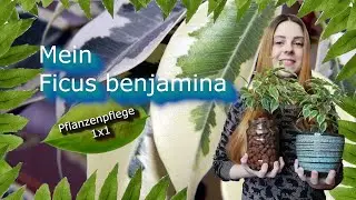 Ficus benjamina | Die Birkenfeige | Pflanzenpflege 1x1