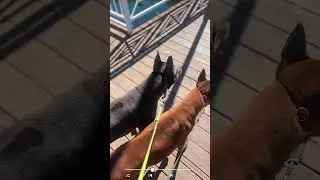 Thai Ridgeback 💌 Тайский риджбек #ridgeback #thai_ridgeback #thairidgeback #thairidgebackdog #trd