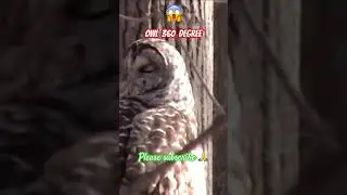 😨IMPOSSIBLE OWL 🦉 360 DEGREE TURN HEAD | #owl #viral #youtubeshorts #trending