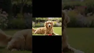 Most Dog Owners Miss These Silent Warning Signs#shorts #explore #trending #trendingshorts @MrBeast