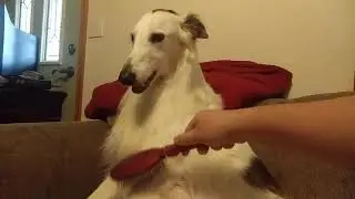 Happy Silken Windhound Gets Brushed